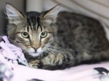 MISTER MUFFIN -  Domestic Medium Hair Cat for Adoption in Phoenix, Arizona - MISTER MUFFIN | PetCurious