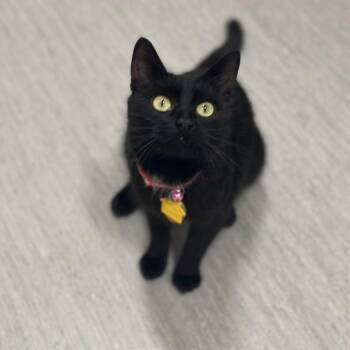 CO0420 Cherry -  Domestic Short Hair Cat for Adoption in Port Washington, New York - CO0420 Cherry | PetCurious