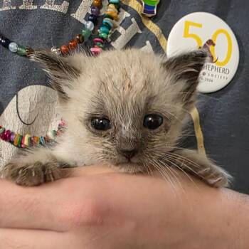 Poliwag -  Domestic Short Hair and Siamese Cat for Adoption in Eureka Springs, Arkansas - Poliwag | PetCurious