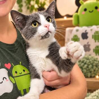 Android -  Extra Toes Cat Hemingway Polydactyl Cat for Adoption in Quincy, Ohio - Android | PetCurious