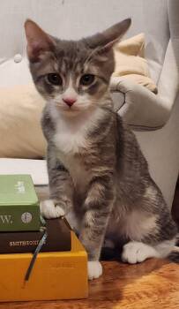 Domestic Short Hair Cats Available for Adoption in Glendale, Arizona - Shasta | PetCurious