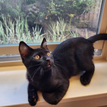 Rowan -  Domestic Short Hair Cat for Adoption in Washougal, Washington - Rowan | PetCurious