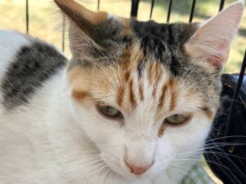 Domestic Short Hair Cats Available for Adoption - Rubi | PetCurious