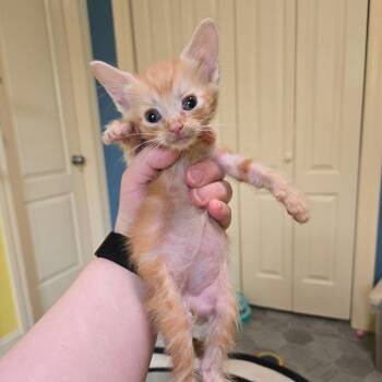 Domestic Short Hair Cats Available for Adoption in Brownsboro, Alabama - Amaranth | PetCurious