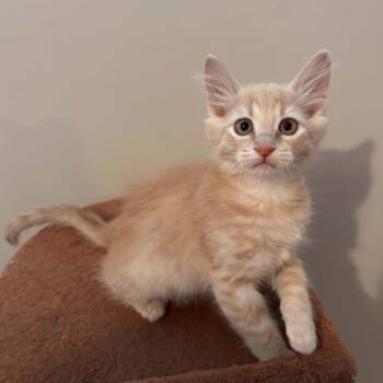 Dusty -  Domestic Medium Hair Cat for Adoption in Lyndhurst, Virginia - Dusty | PetCurious