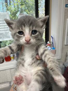 Domestic Short Hair Cats Available for Adoption in Pomona, New York - Scary Spice | PetCurious