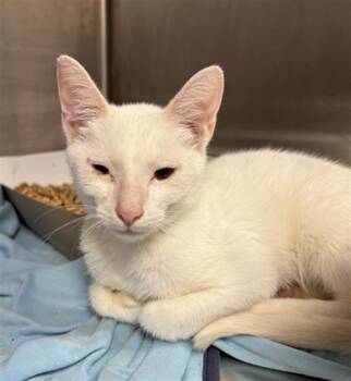 CRESCENT CAPE -  Domestic Short Hair Cat for Adoption in Indianapolis, Indiana - CRESCENT CAPE | PetCurious