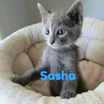 Sasha Grey -  Siamese Cat for Adoption in New Braunfels, Texas - Sasha Grey | PetCurious