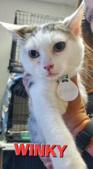 Winky -  Domestic Short Hair Cat for Adoption in Rome, Georgia - Winky | PetCurious