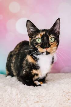 Lavender -  Domestic Short Hair Cat for Adoption in Ashland, Kentucky - Lavender | PetCurious