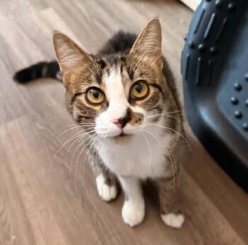 Tabby and Domestic Short Hair Cats Available for Adoption - Freckles | PetCurious