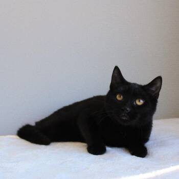 Hilton -  Domestic Short Hair Cat for Adoption in Wayne, New Jersey - Hilton | PetCurious