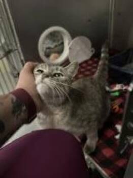 Marble -  Domestic Short Hair Cat for Adoption in Manitowoc, Wisconsin - Marble | PetCurious