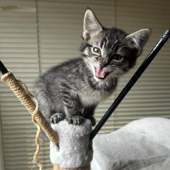 Malenia -  Domestic Short Hair Cat for Adoption in Wichita, Kansas - Malenia | PetCurious