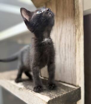 Inky Binky -  Domestic Short Hair Cat for Adoption in Homestead, Florida - Inky Binky | PetCurious