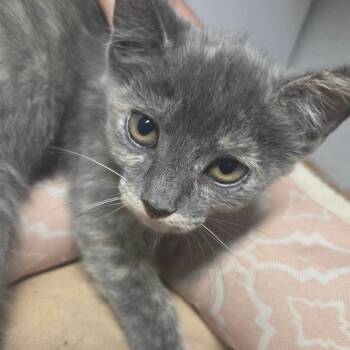 Nyx F-21798 -  Domestic Short Hair Cat for Adoption in Oklahoma City, Oklahoma - Nyx F-21798 | PetCurious
