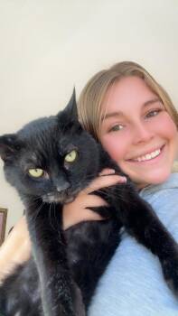 Rescue Domestic Short Hair Cats for Adoption in Port Orange, Florida - Chevy (mom Dying Cancer) *vidoe* Talkative | PetCurious