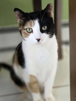 Domestic Short Hair Cats Available for Adoption in Piscataway, New Jersey - Truffle | PetCurious
