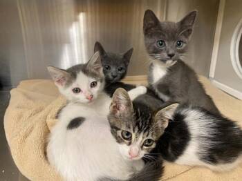 ROWAN -  Domestic Short Hair Cat for Adoption in Tustin, California - ROWAN | PetCurious