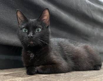 Queso Dip -  Domestic Short Hair Cat for Adoption in Cincinnati, Ohio - Queso Dip | PetCurious