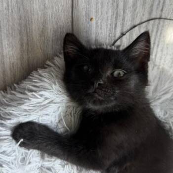 Skagway -  Domestic Short Hair Cat for Adoption in Richmond, Virginia - Skagway | PetCurious