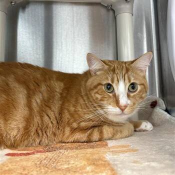 Snapdragon -  Domestic Short Hair Cat for Adoption in Bentonville, Arkansas - Snapdragon | PetCurious