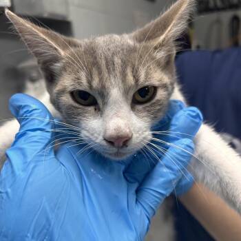 Presley -  Domestic Short Hair Cat for Adoption in Summerville, South Carolina - Presley | PetCurious