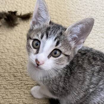 Rescue Domestic Short Hair Cats for Adoption in San Diego, California - Zulu | PetCurious