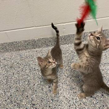 Domestic Short Hair Cats Available for Adoption in Dayton, Ohio - Tulip | PetCurious