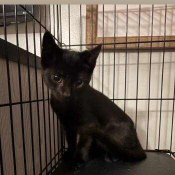 Breadstick -  Domestic Short Hair Cat for Adoption in Wanaque, New Jersey - Breadstick | PetCurious