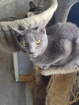 Troll -  Domestic Short Hair Cat for Adoption in Cromwell, Kentucky - Troll | PetCurious