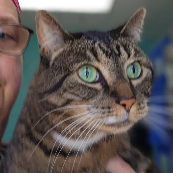Nugget -  Domestic Short Hair Cat for Adoption in Walker, Michigan - Nugget | PetCurious