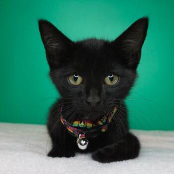 Jett -  Domestic Short Hair Cat for Adoption in San Antonio, Texas - Jett | PetCurious