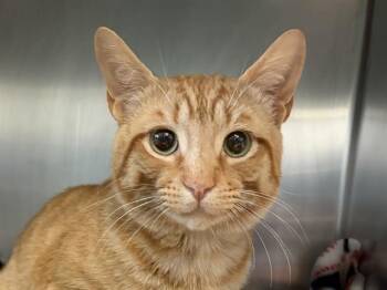 Domestic Short Hair Cats Available for Adoption in Palo Alto, California - GUINNESS | PetCurious