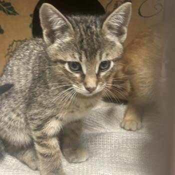 Marie -  Domestic Short Hair Cat for Adoption in Houston, Texas - Marie | PetCurious