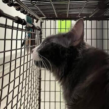 Minerva -  Domestic Medium Hair Cat for Adoption in Des Moines, Iowa - Minerva | PetCurious