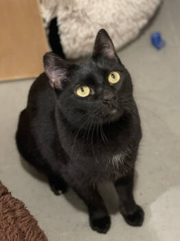 Rescue Domestic Short Hair Cats for Adoption in Oakland, California - Inky | PetCurious