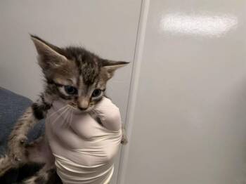 IN FOSTER - PURPLE COLLAR -  Domestic Short Hair Cat for Adoption in Ontario, California - IN FOSTER - PURPLE COLLAR | PetCurious