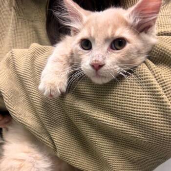 Chai -  Domestic Short Hair Cat for Adoption in Lenexa, Kansas - Chai | PetCurious