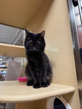 Obsidian -  Domestic Medium Hair Cat for Adoption in Burnaby, British Columbia - Obsidian | PetCurious