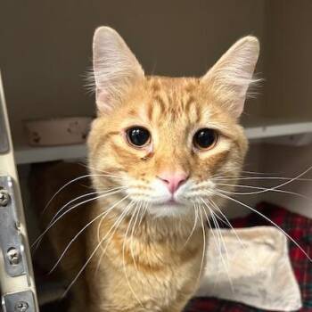 Domestic Short Hair Cats Available for Adoption - Goldfish | PetCurious