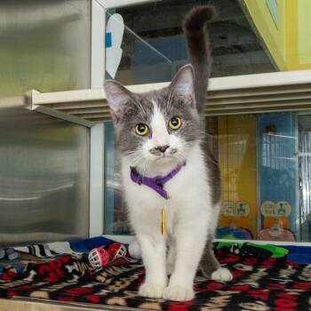 CUPCAKE -  Domestic Short Hair Cat for Adoption in St. Louis, Missouri - CUPCAKE | PetCurious