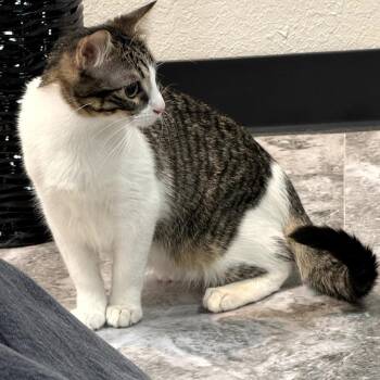 Domestic Short Hair Cats Available for Adoption in Boulder, Colorado - Darwin | PetCurious