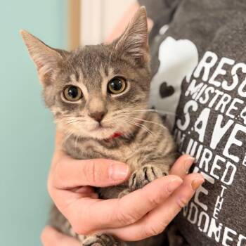 Domestic Short Hair Cats Available for Adoption in Columbus, Georgia - Muffin | PetCurious