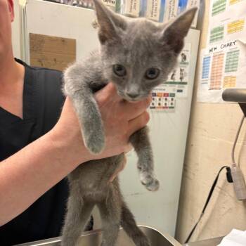 Anise -  Domestic Short Hair Cat for Adoption in Birmingham, Alabama - Anise | PetCurious
