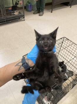 Big Bird -  Domestic Short Hair Cat for Adoption in Burnsville, North Carolina - Big Bird | PetCurious