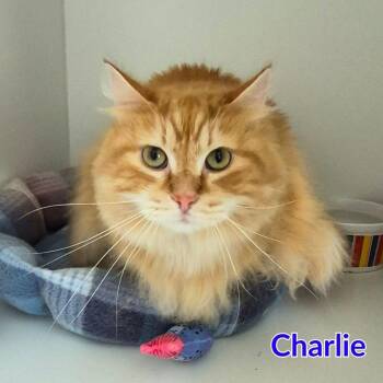 Charlie -  Domestic Long Hair Cat for Adoption in North Saint Paul, Minnesota - Charlie | PetCurious