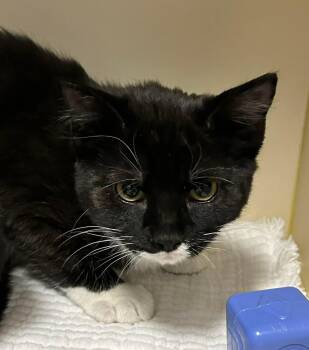 Domestic Short Hair Cats Available for Adoption - Stella | PetCurious