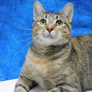 Wanda -  Domestic Short Hair Cat for Adoption in Peoria, Illinois - Wanda | PetCurious