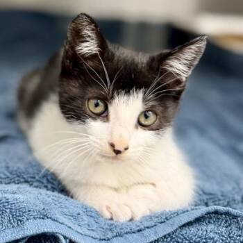 X Ray -  Domestic Short Hair Cat for Adoption in Atlanta, Georgia - X Ray | PetCurious